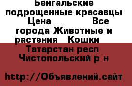 Бенгальские подрощенные красавцы. › Цена ­ 20 000 - Все города Животные и растения » Кошки   . Татарстан респ.,Чистопольский р-н